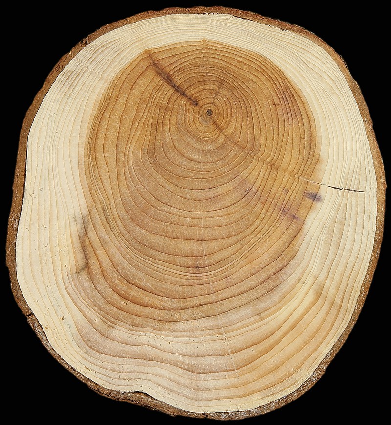 English Yew photo 8