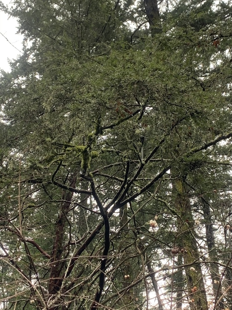 Pacific Yew photo 3