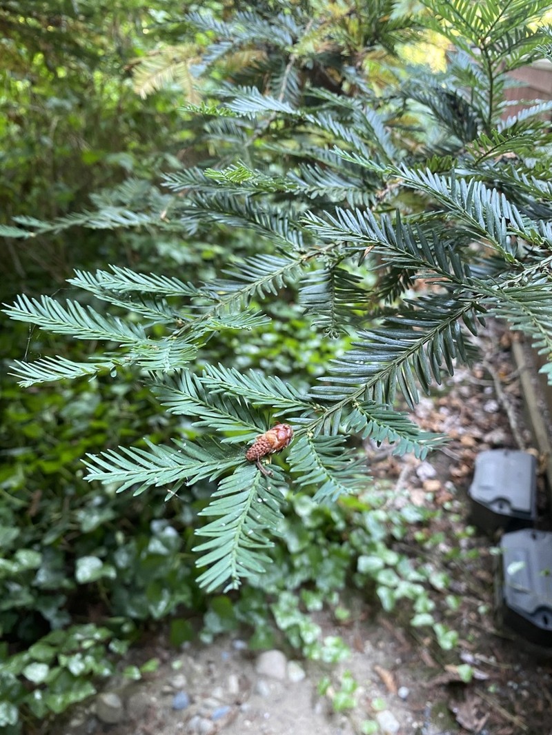 Pacific Yew photo 4