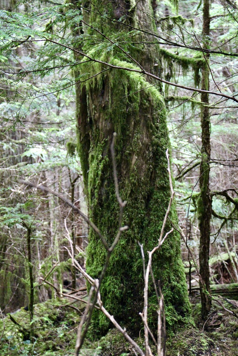Pacific Yew photo 5