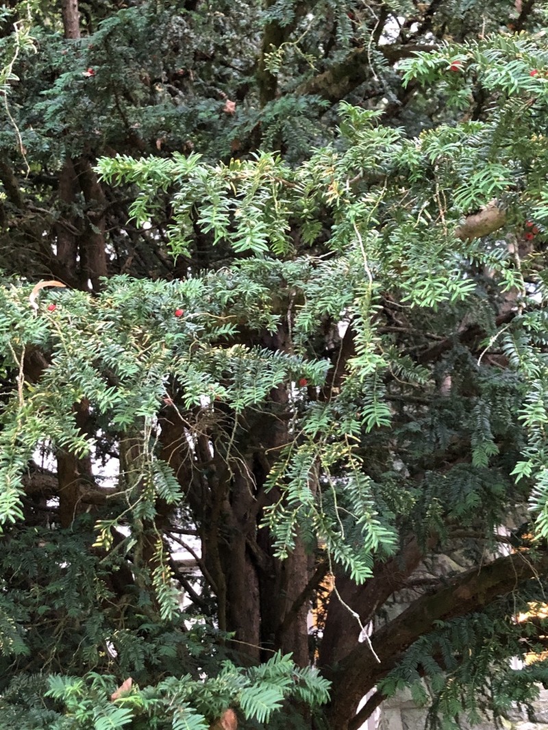 Pacific Yew photo 6