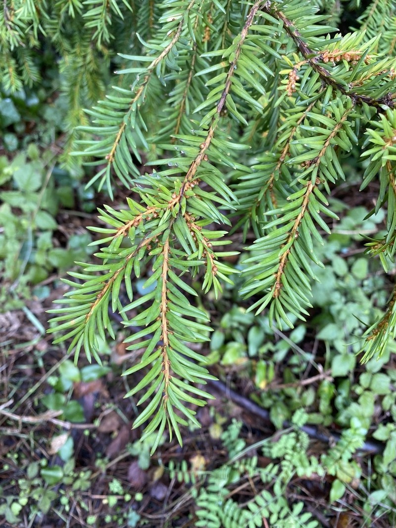 Pacific Yew photo 7