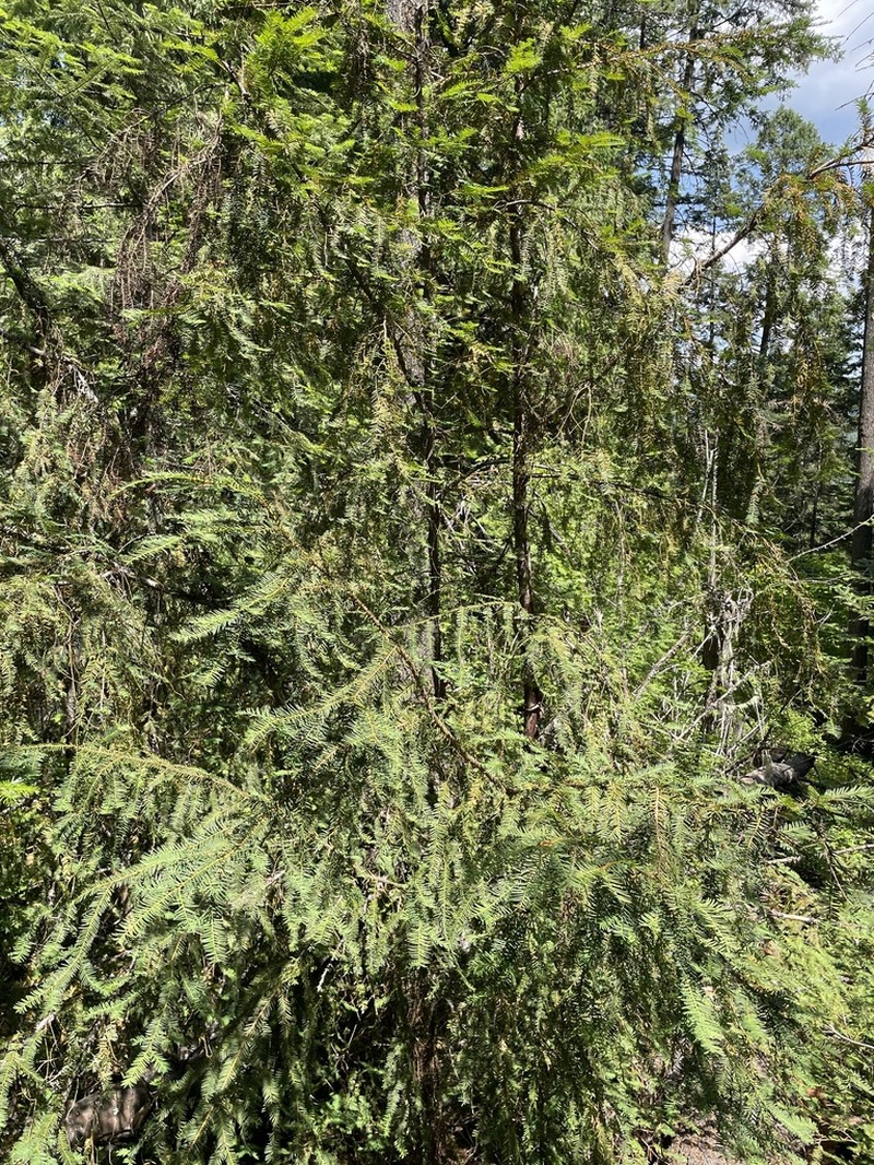 Pacific Yew photo 8