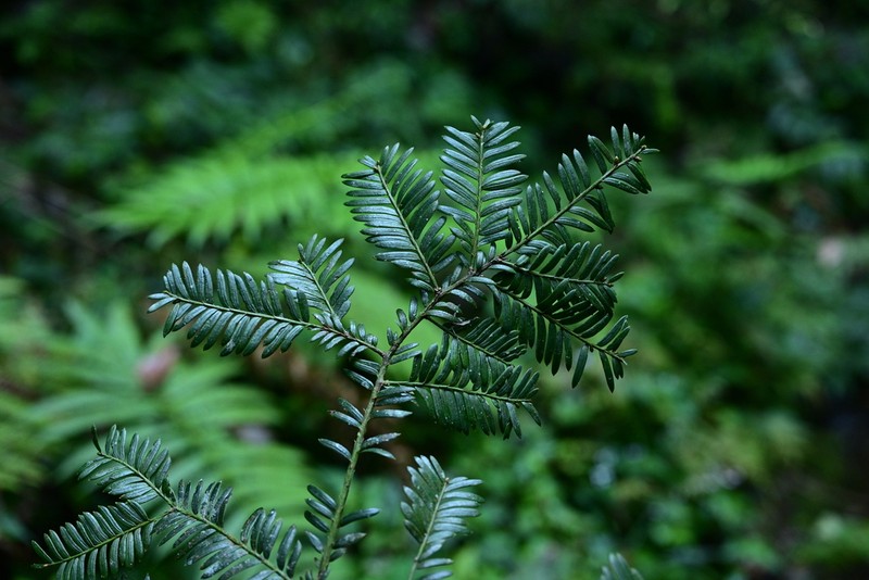 Taxus calcicola