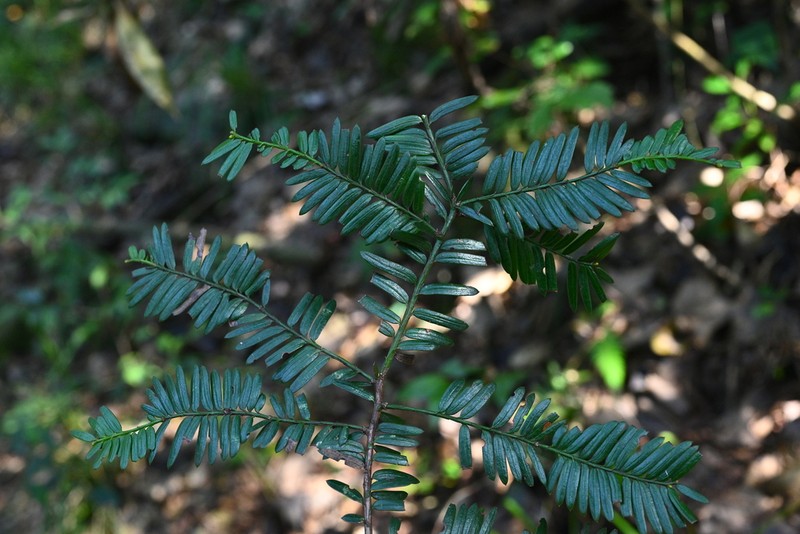 Taxus calcicola photo 2