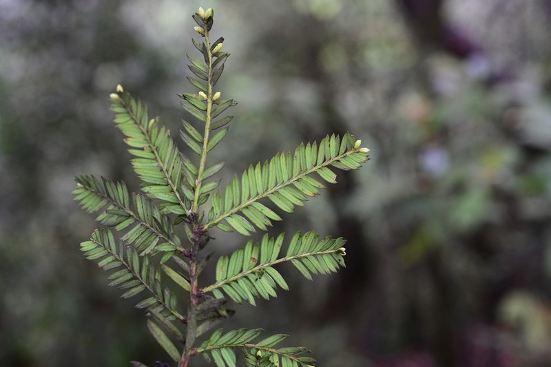 Taxus calcicola photo 3