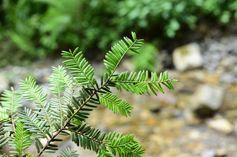 Taxus calcicola photo 4