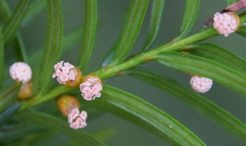 Canada Yew photo 5