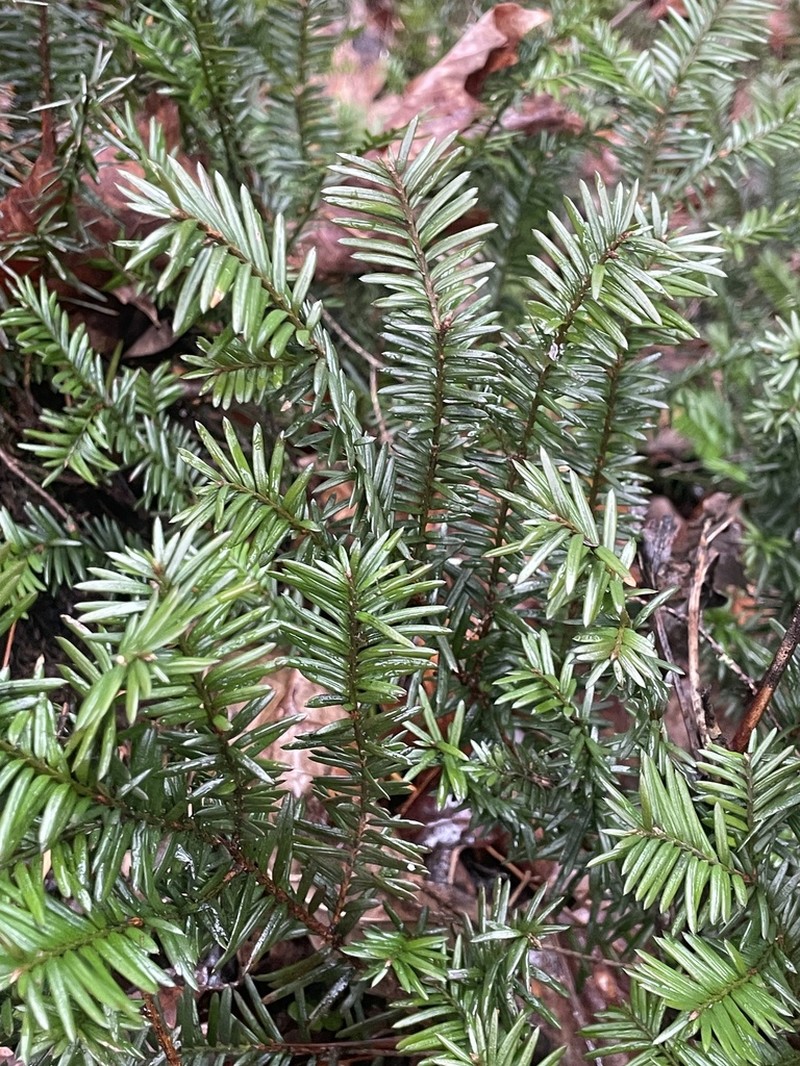 Canada Yew photo 6