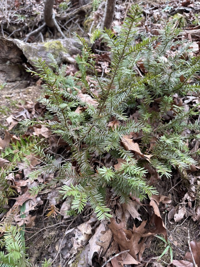 Canada Yew photo 7