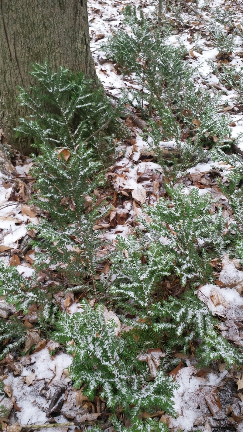 Canada Yew photo 8