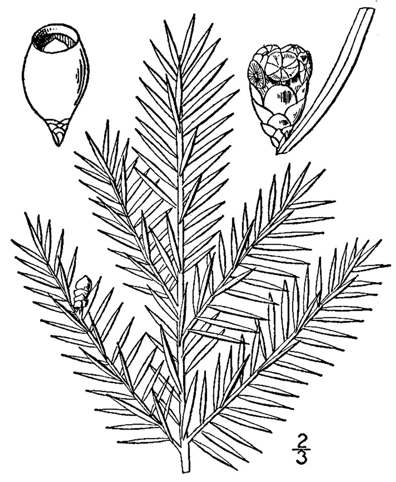 Canada Yew