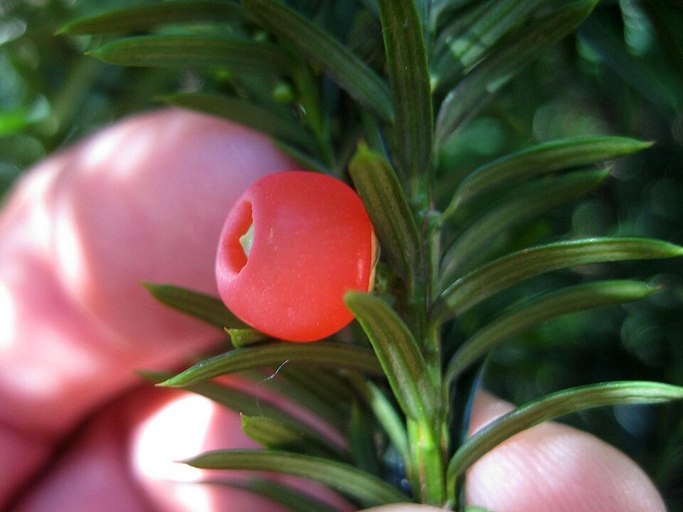 Canada Yew photo 5