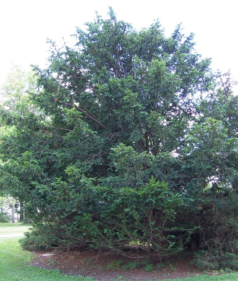 Taxus chinensis