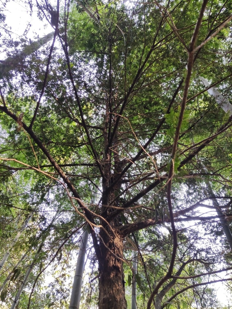 Taxus chinensis photo 2