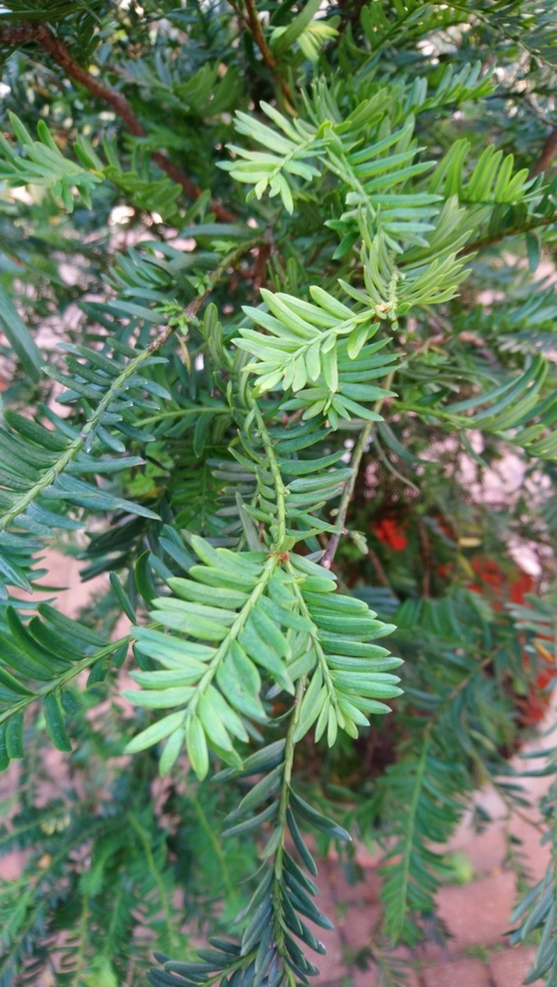 Taxus chinensis photo 3