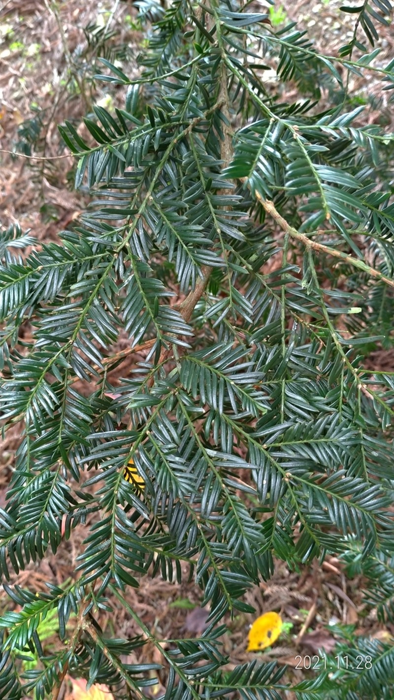 Taxus chinensis photo 4