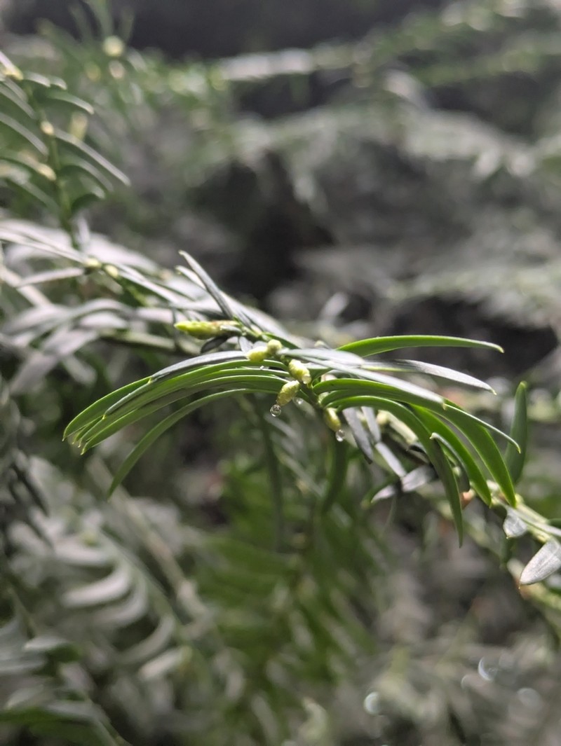 Taxus chinensis photo 5