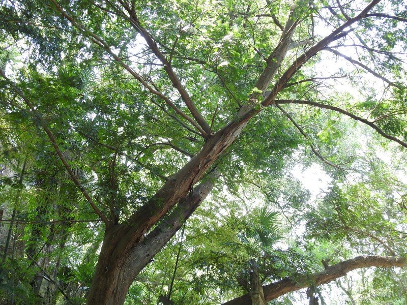 Taxus chinensis photo 6