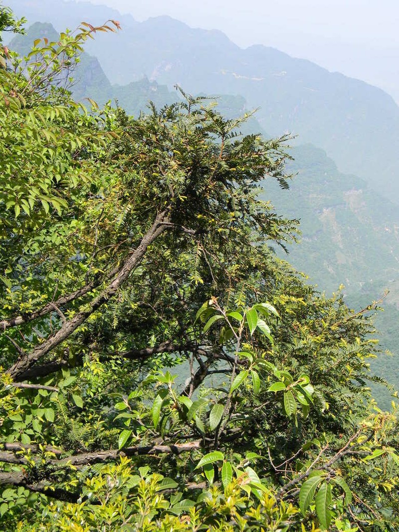 Taxus chinensis photo 7