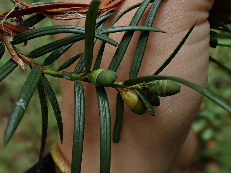 Taxus contorta