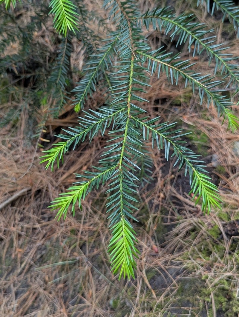 Taxus contorta photo 2