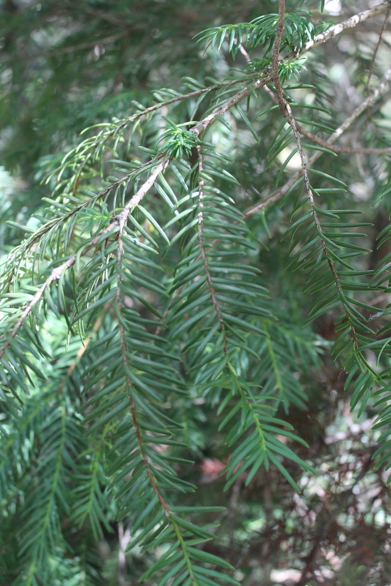 Taxus contorta photo 3
