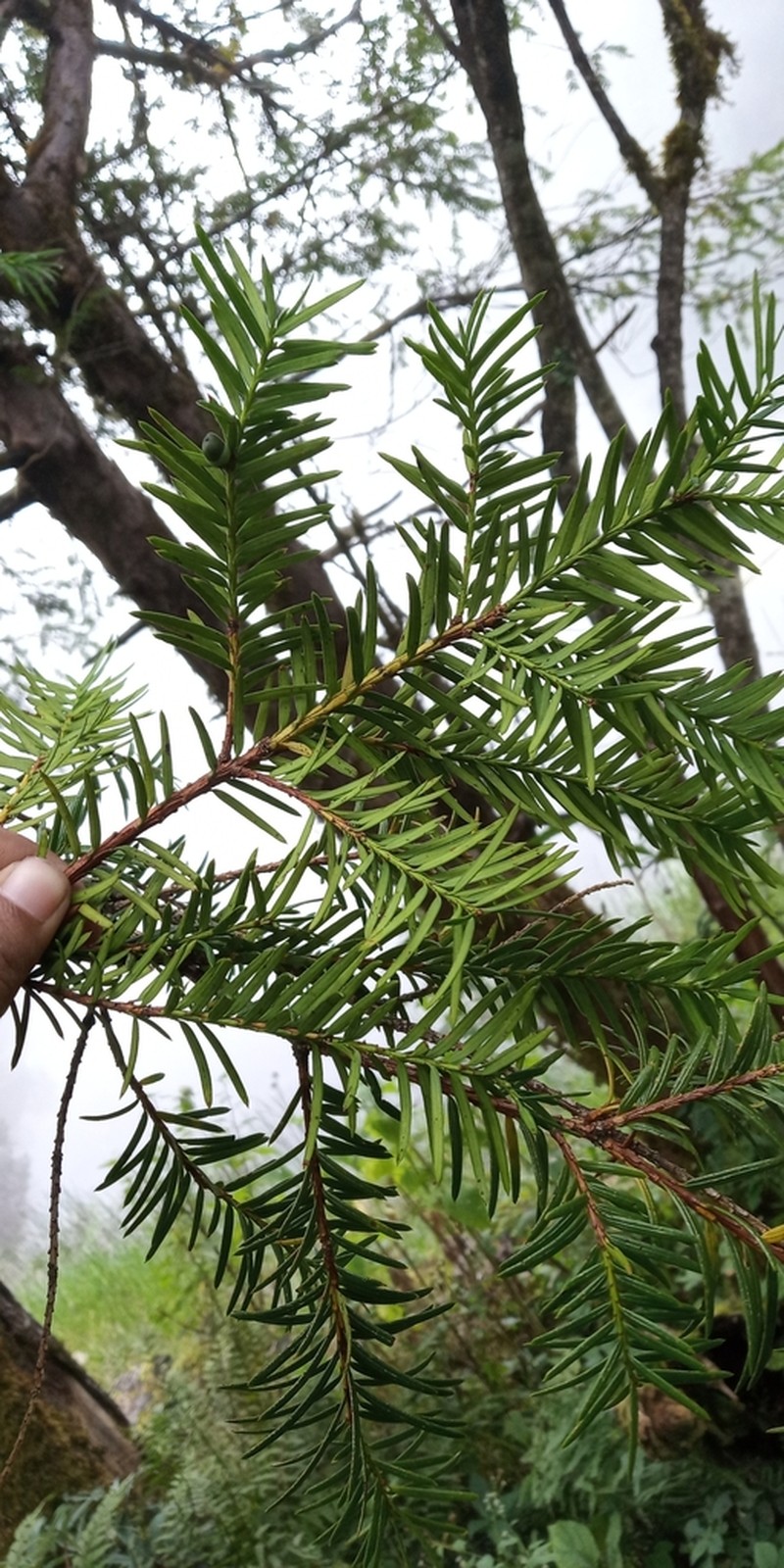 Taxus contorta photo 4