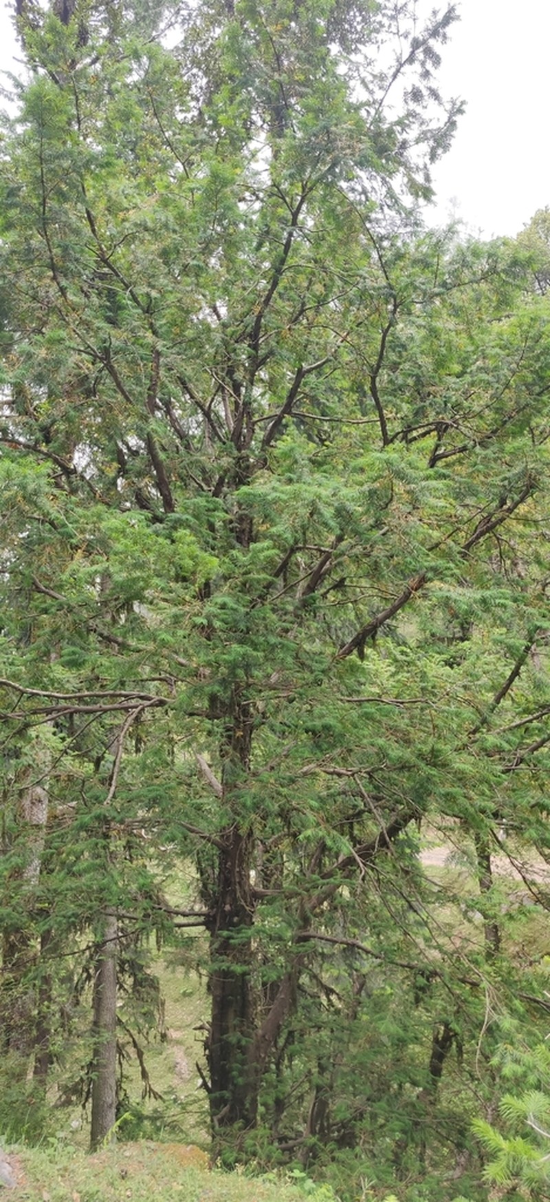 Taxus contorta photo 5