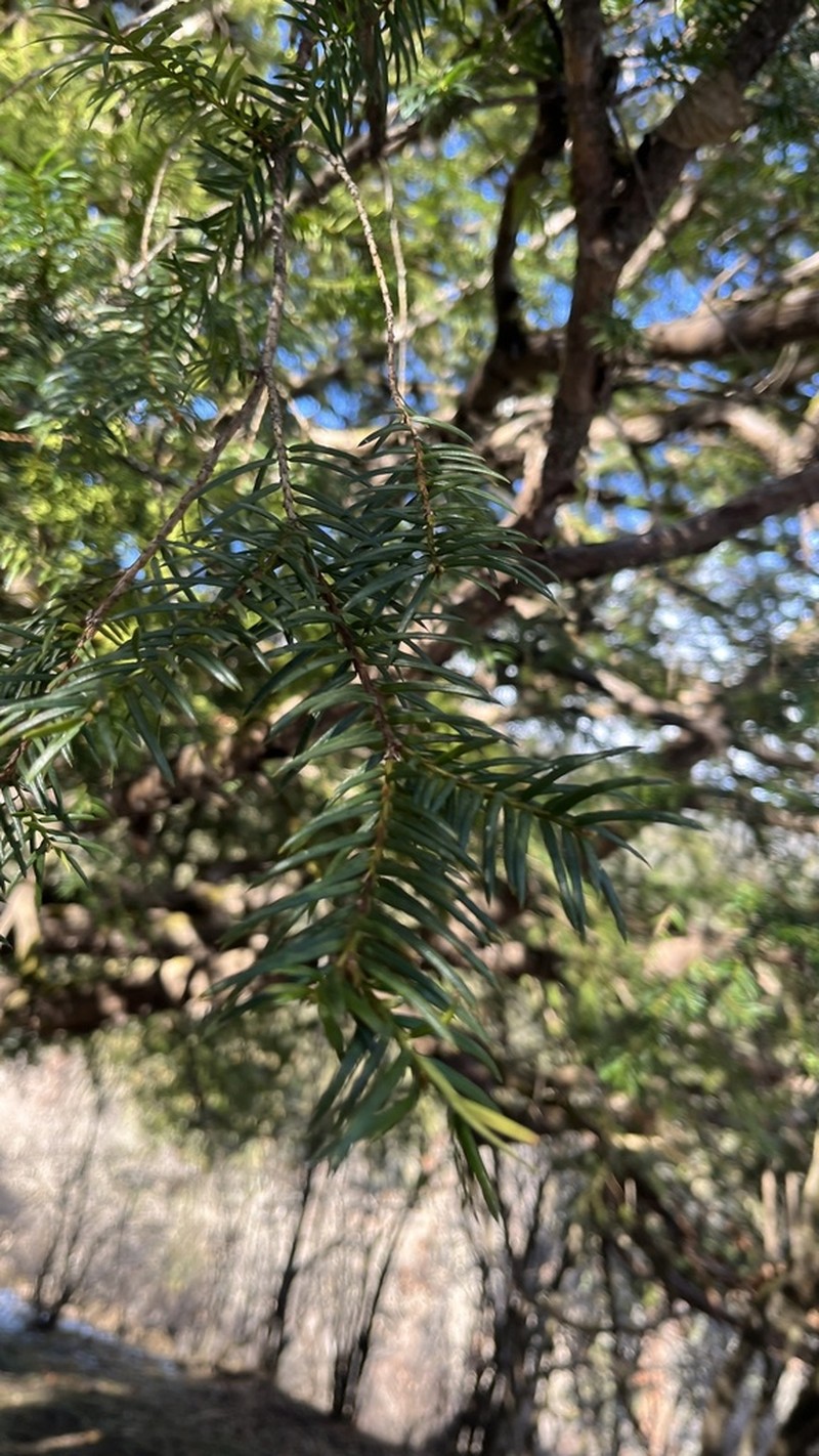 Taxus contorta photo 6