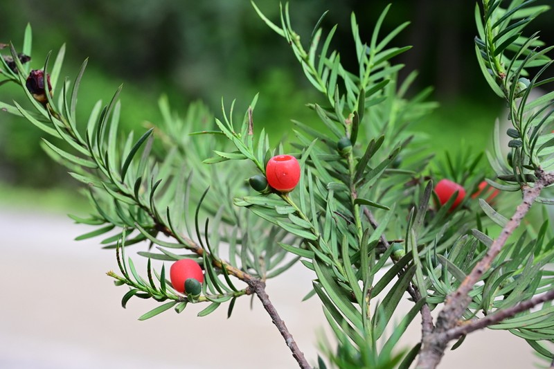 Taxus contorta photo 7