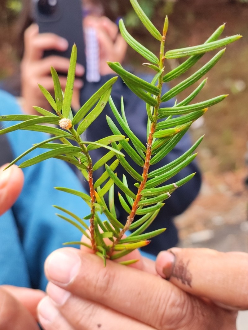 Taxus contorta photo 8