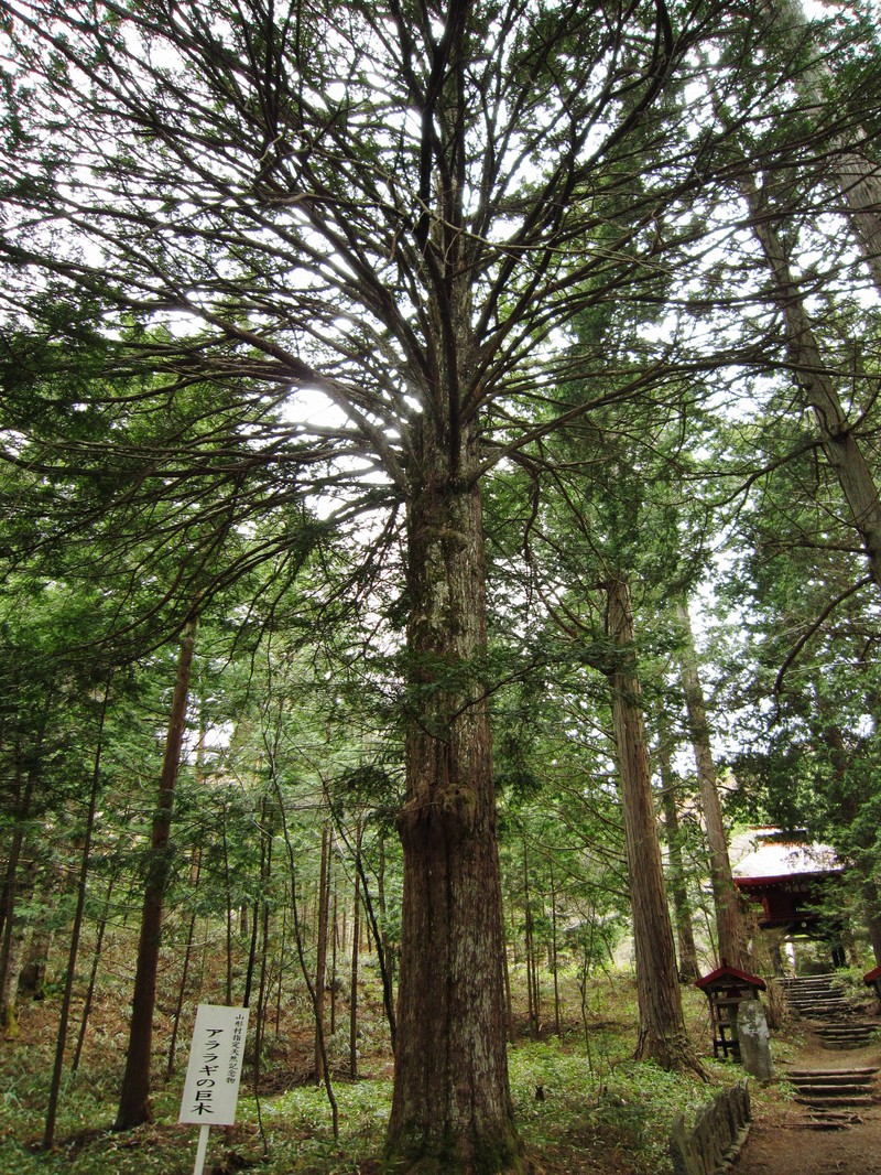 Japanese Yew photo 7