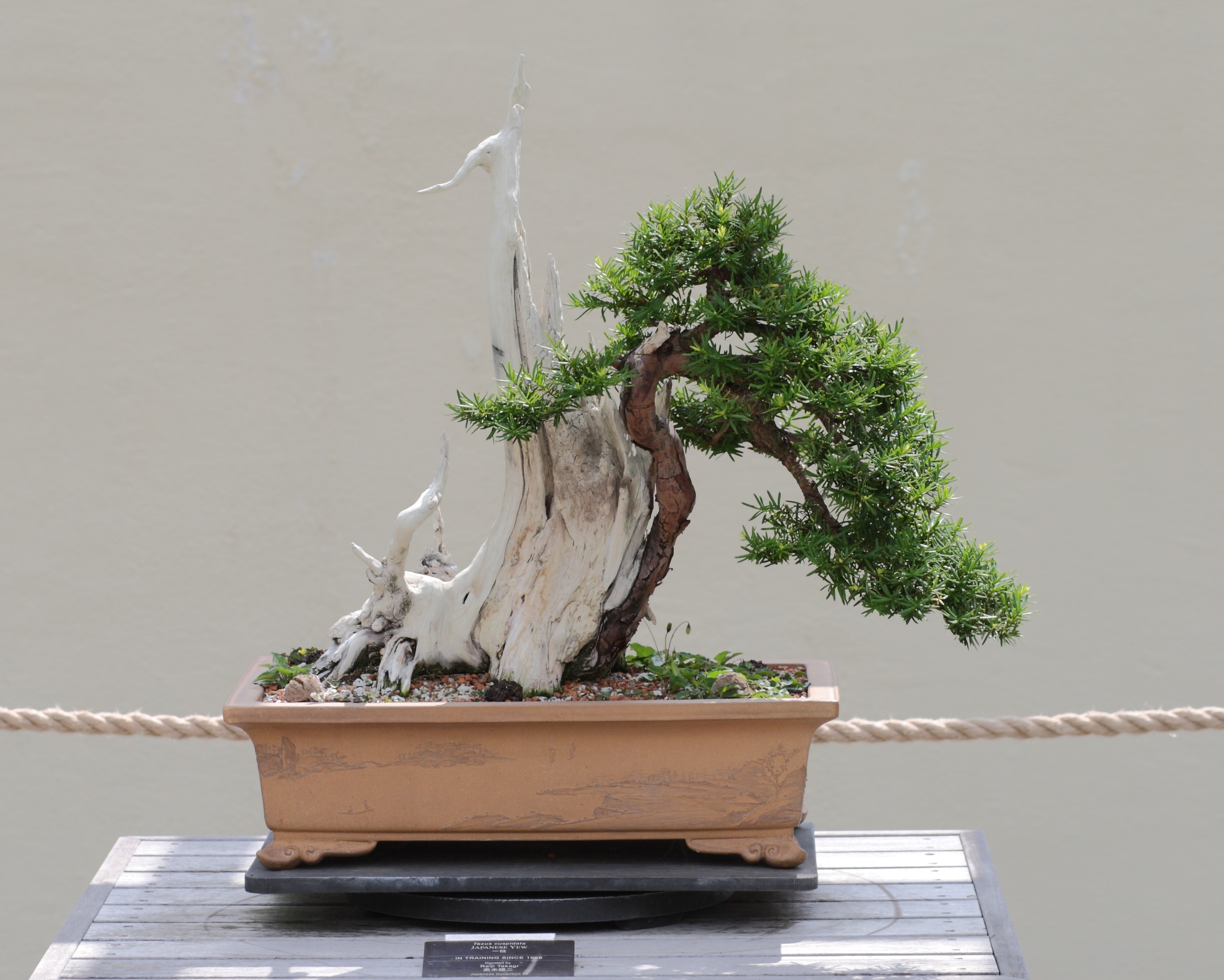 Japanese Yew photo 3