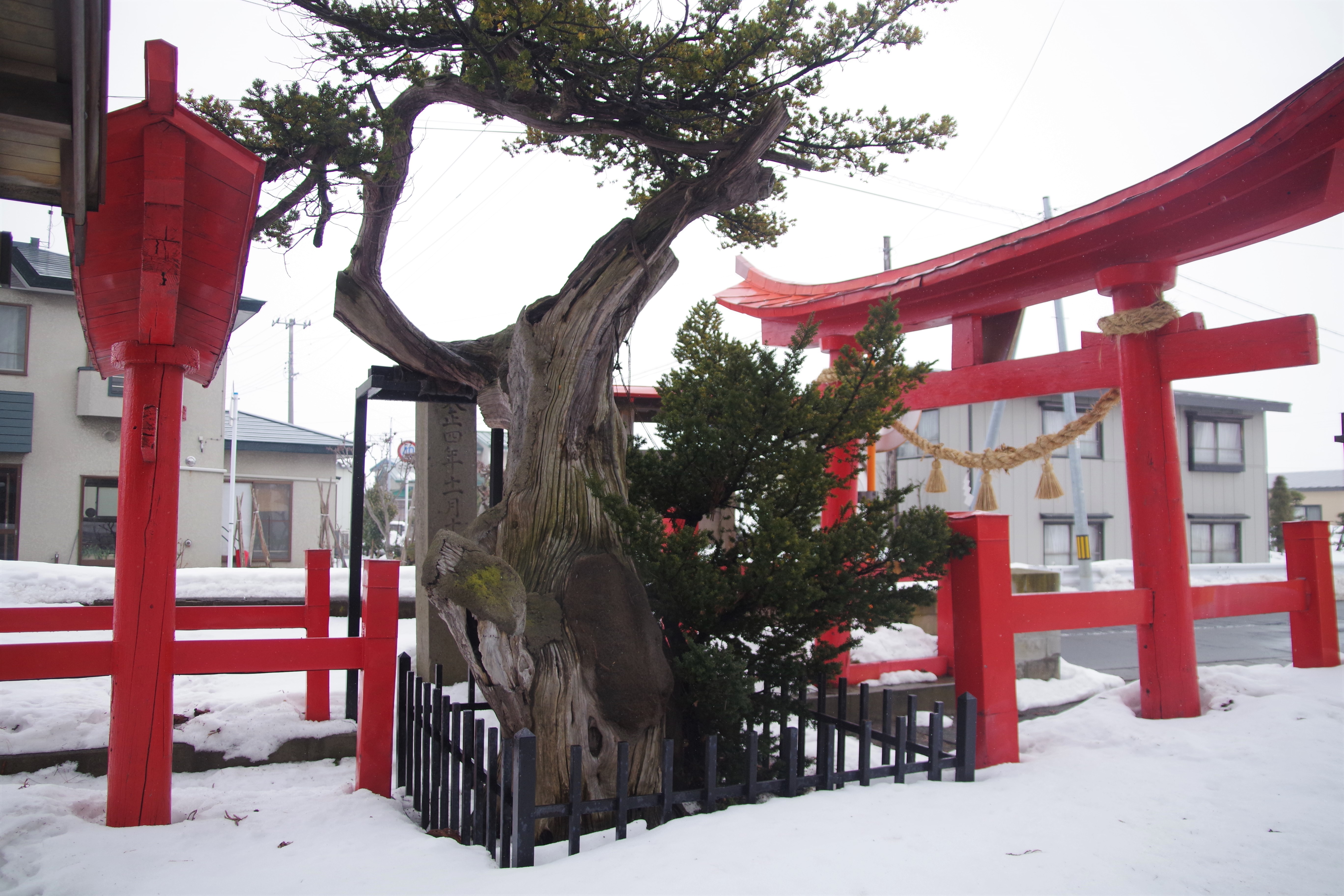 Japanese Yew photo 4