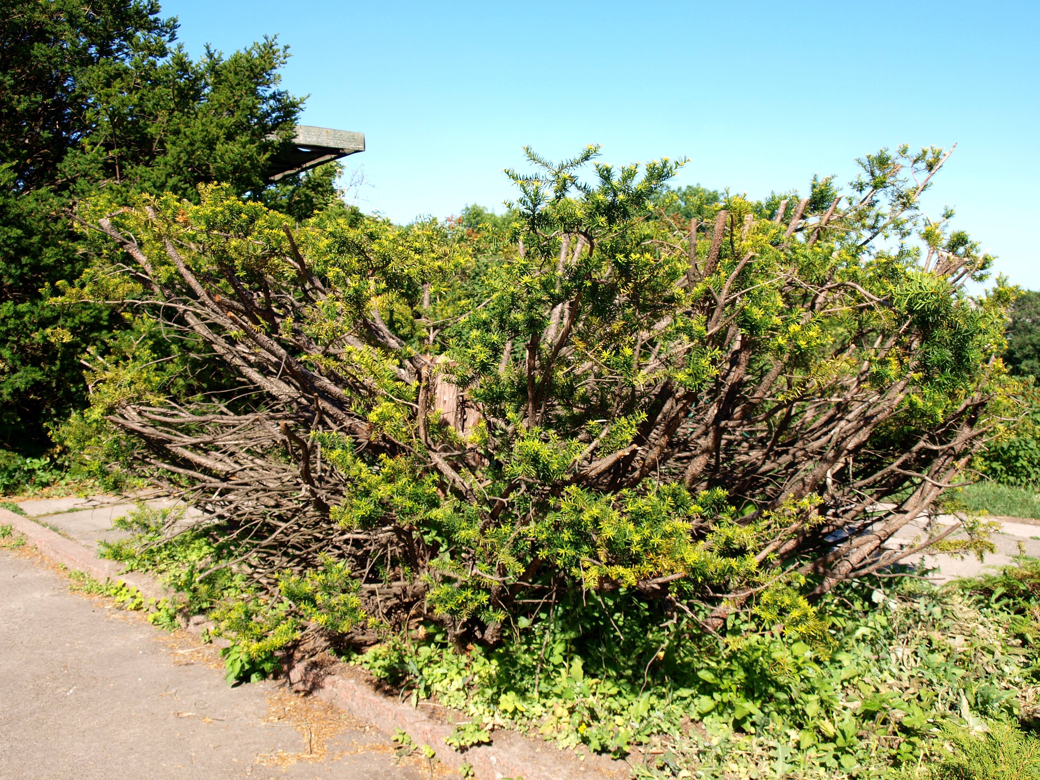 Japanese Yew photo 5