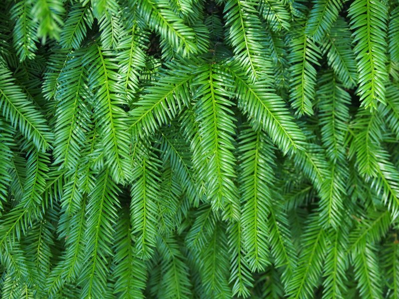 Japanese Yew photo 6