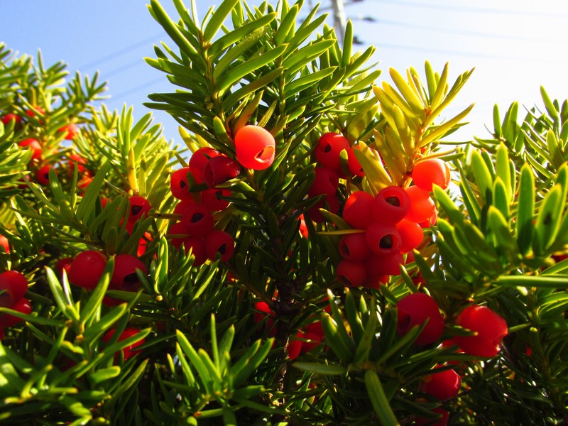 Japanese Yew photo 7