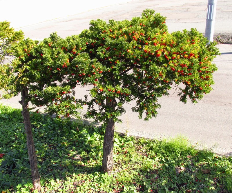Japanese Yew photo 8