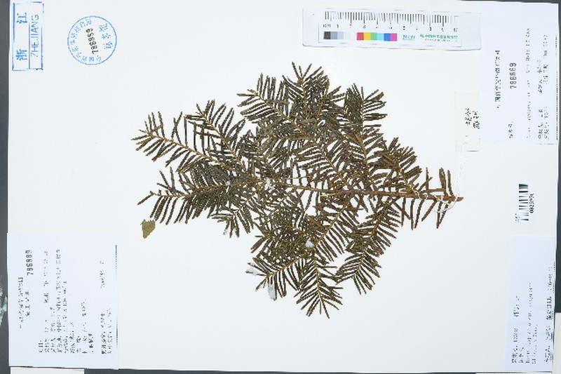 Taxus cuspidata var. cuspidata