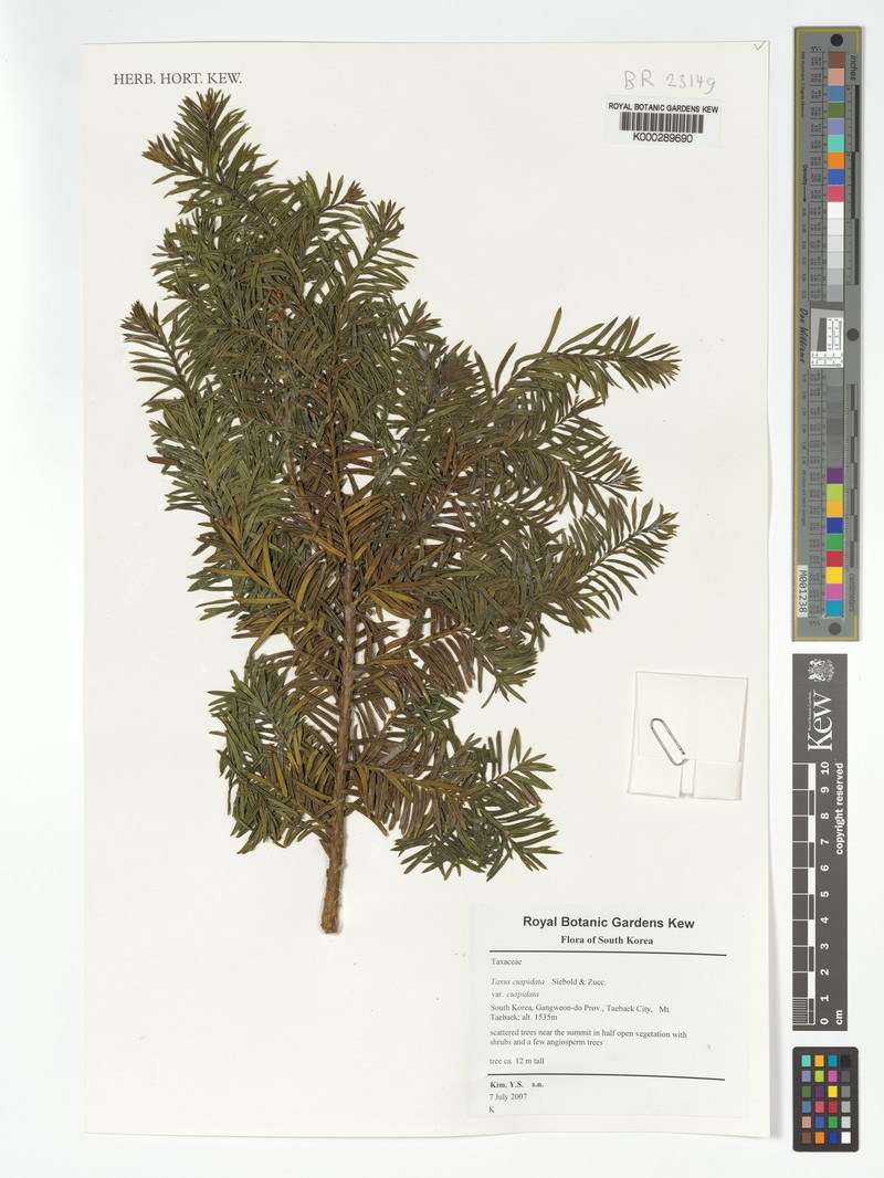 Taxus cuspidata var. cuspidata photo 2