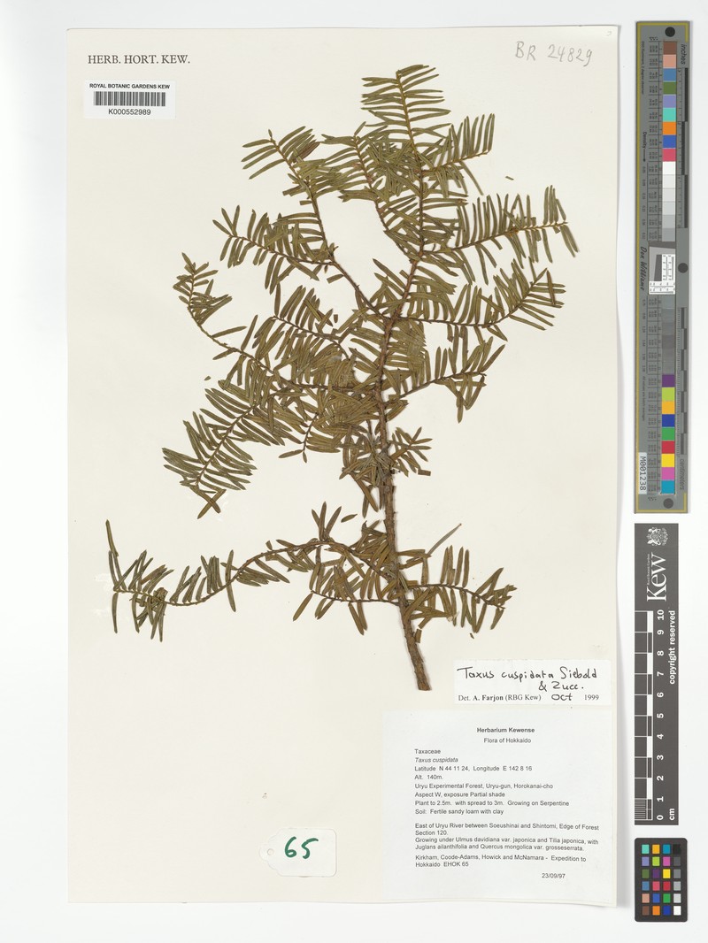 Taxus cuspidata var. cuspidata photo 3