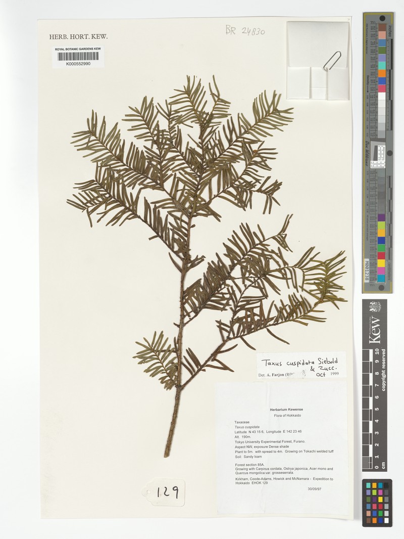 Taxus cuspidata var. cuspidata photo 4