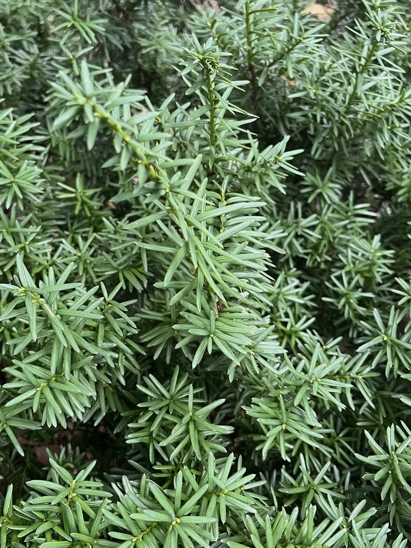 Taxus cuspidata var. nana
