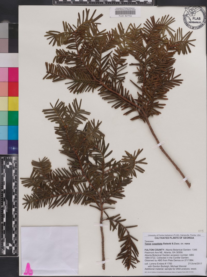 Taxus cuspidata var. nana photo 2