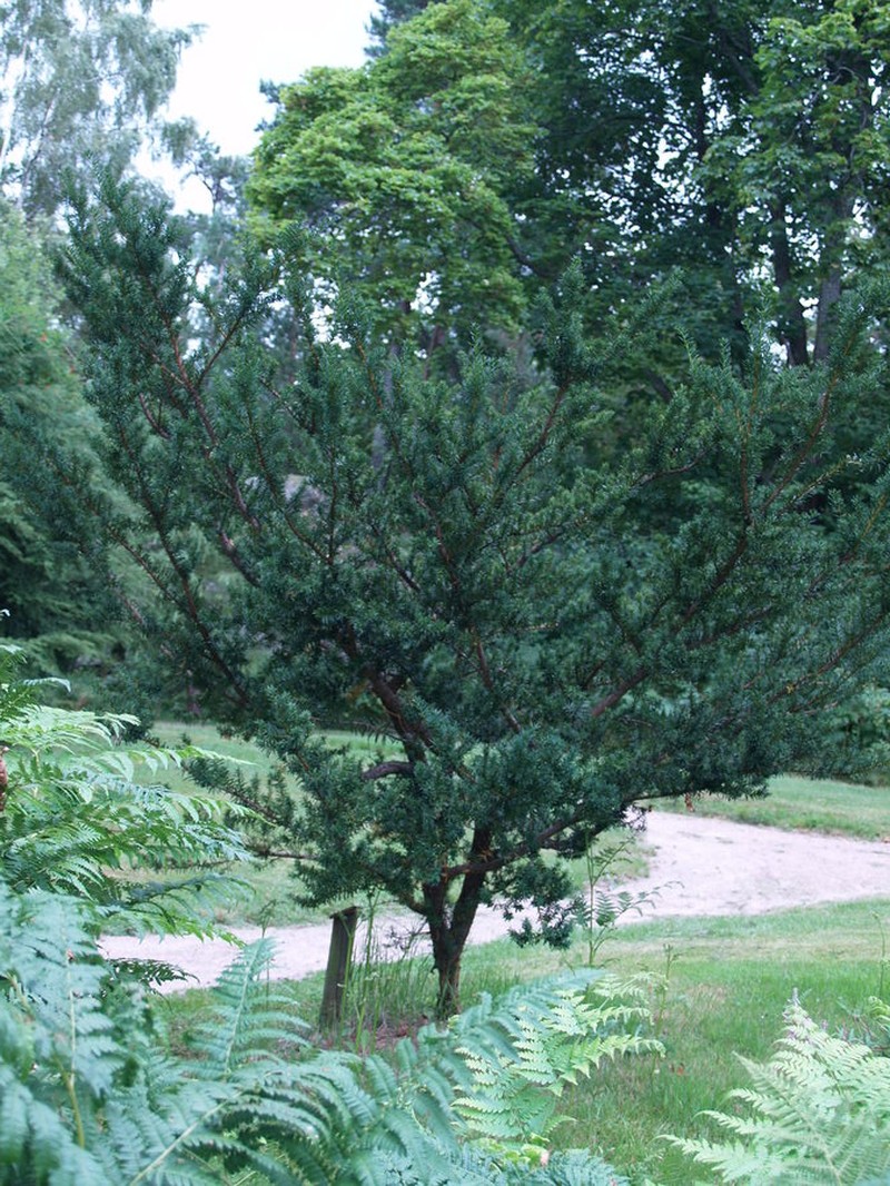 Taxus cuspidata var. nana photo 3
