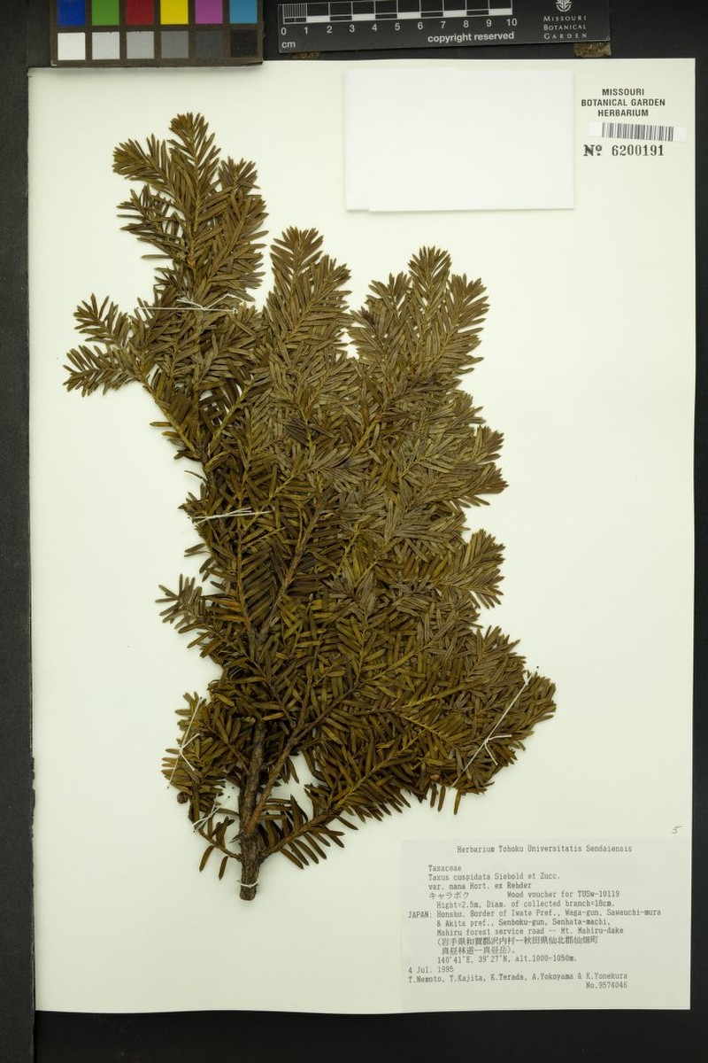 Taxus cuspidata var. nana photo 4