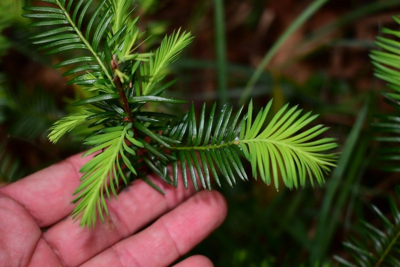 Florida Yew photo 5