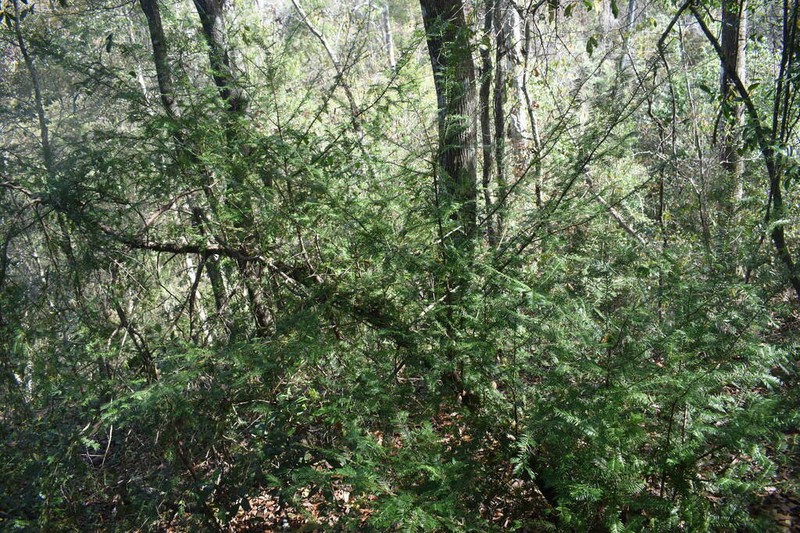 Florida Yew photo 6