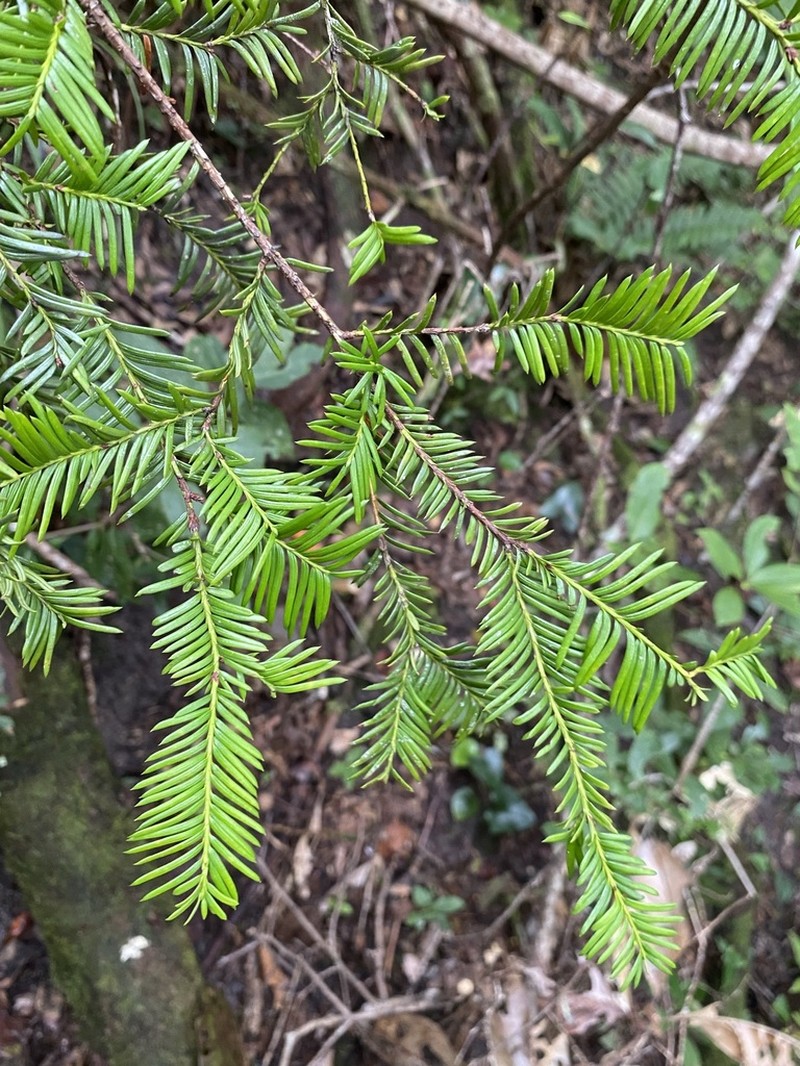 Florida Yew photo 7